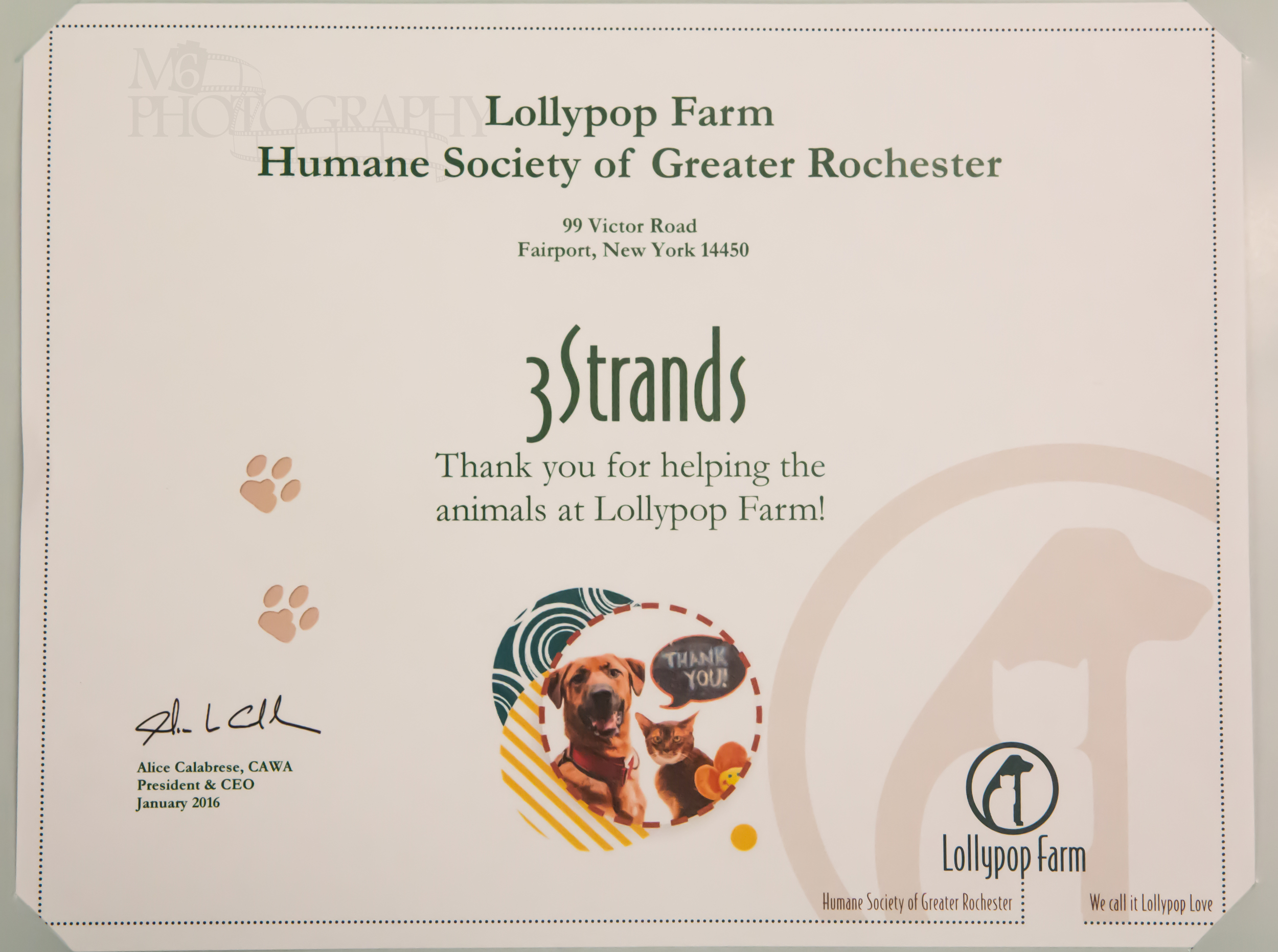 Lollypop Farm was a community outreach project chosen by 3Strands youth ministry to bless their needs. They kids made personal donations and also collected donations to help animals in need.