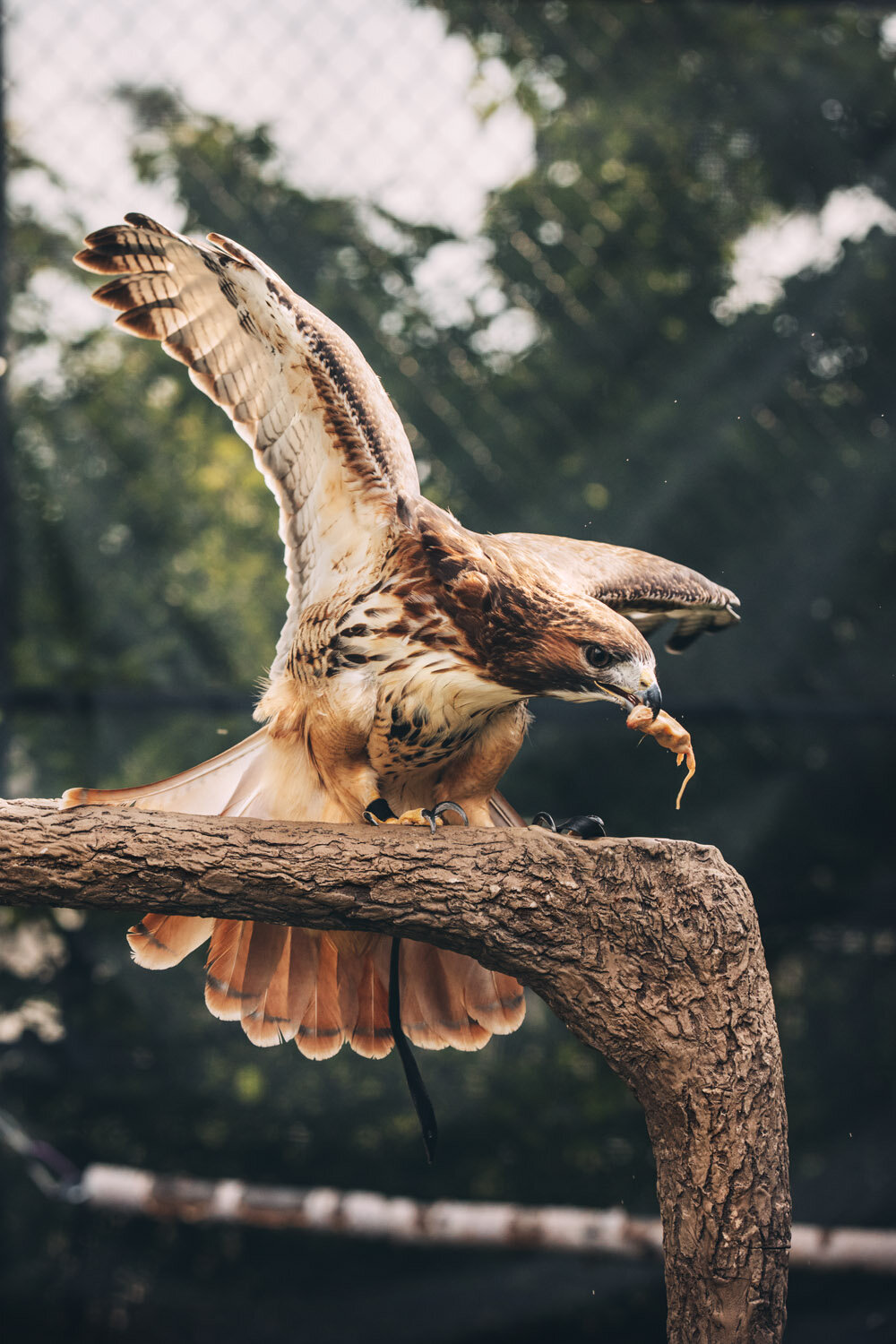 2019_06_06_Chicago_Shedd_Hawk_0394.jpg