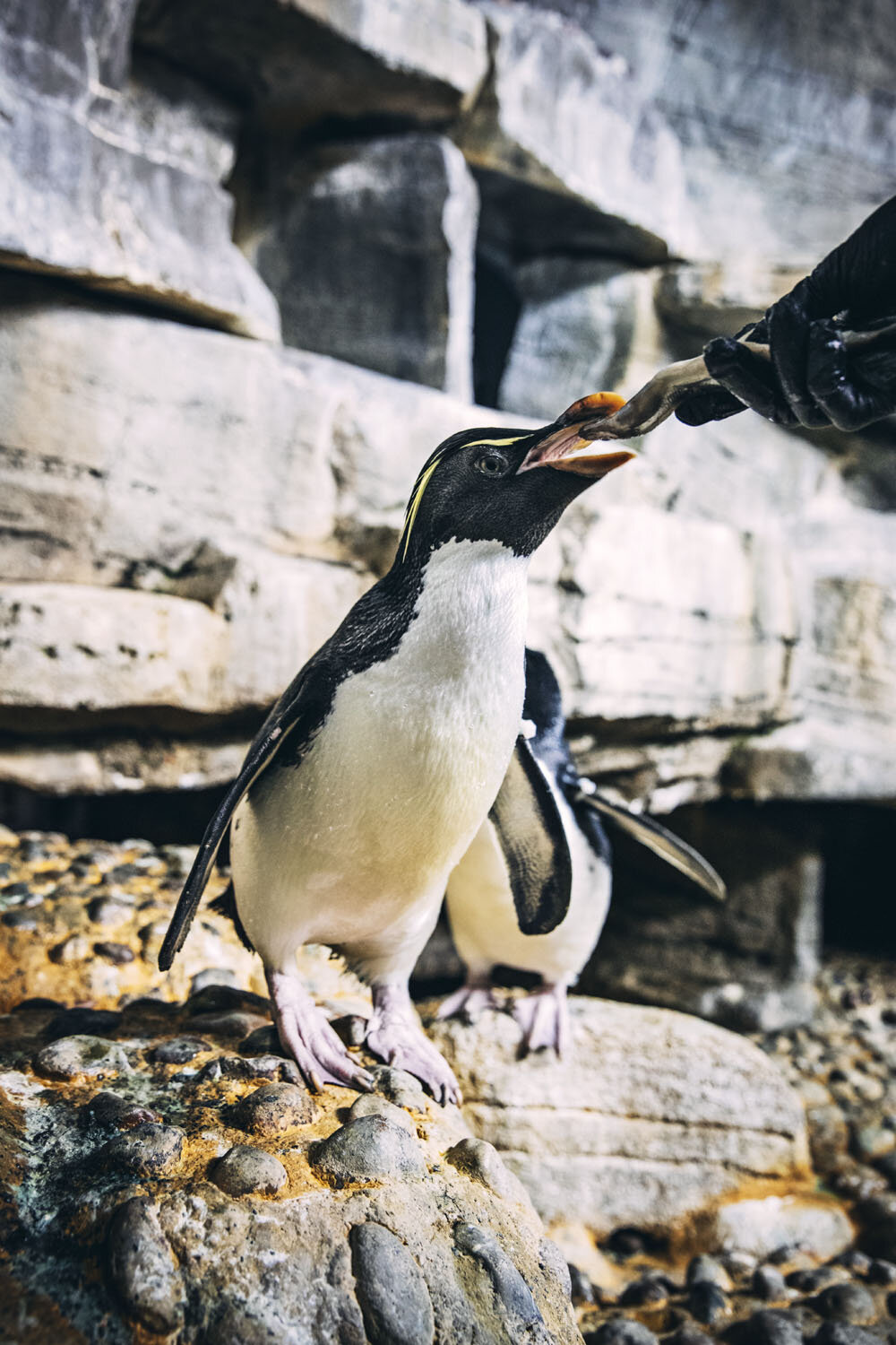 2019_06_28_Chicago_Shedd_Penguin_0391.jpg