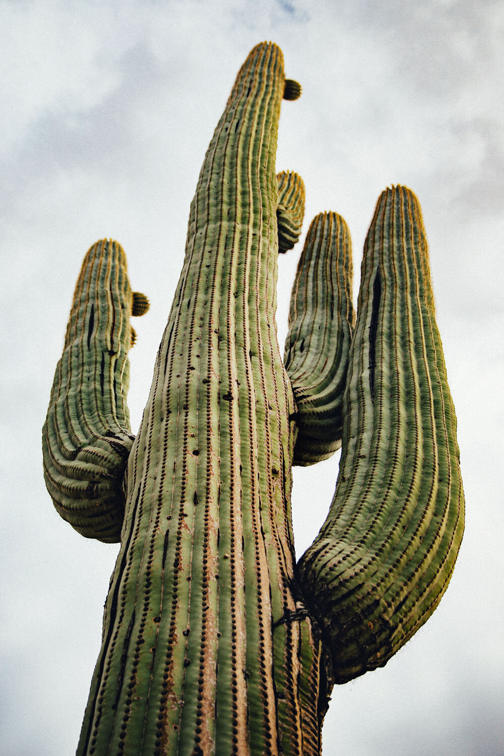 2019_11_28_Arizona_0005.jpg