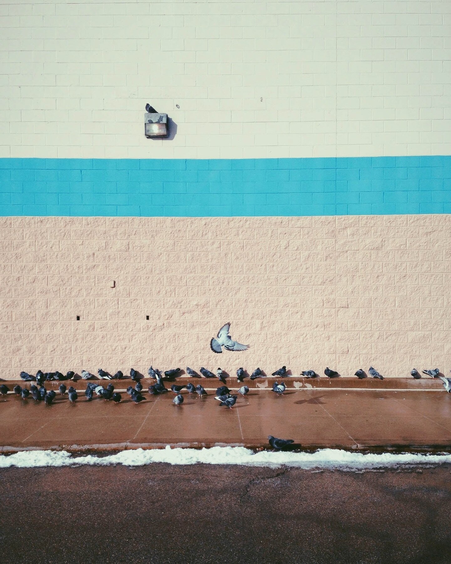 ✨PRINT GIVEAWAY✨
The Camera You Have #0013 entitled &ldquo;Parking Lot Pigeons&rdquo; &mdash; this image was made in 2018 while pulling into the PetSmart parking lot off Elston Ave. Requested by @dvdnvl and available in 3 sizes, each limited to 3, pr