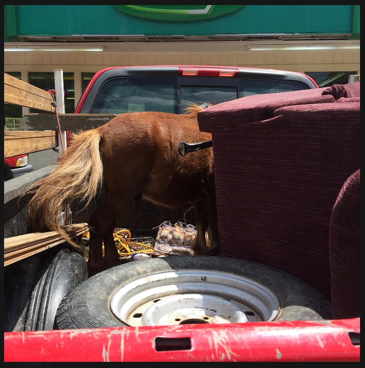webhorse truck.jpg