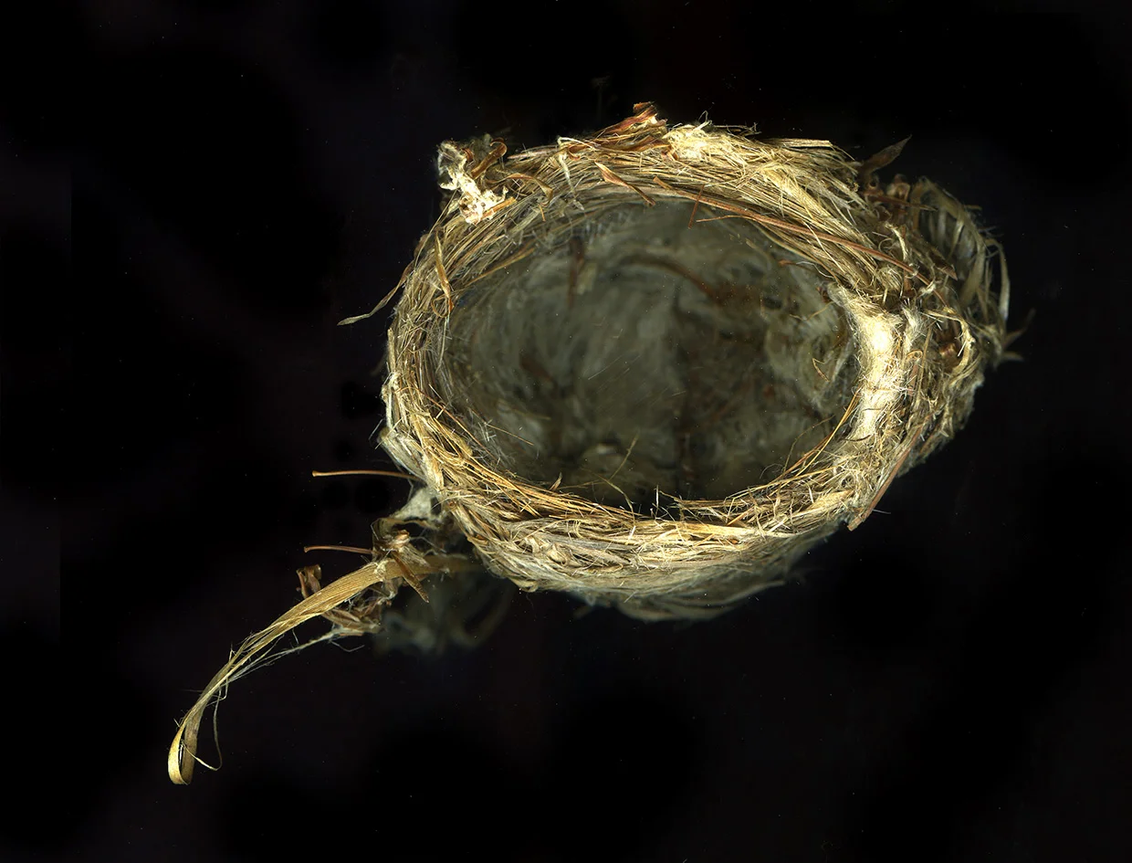 webnest7crop.jpg