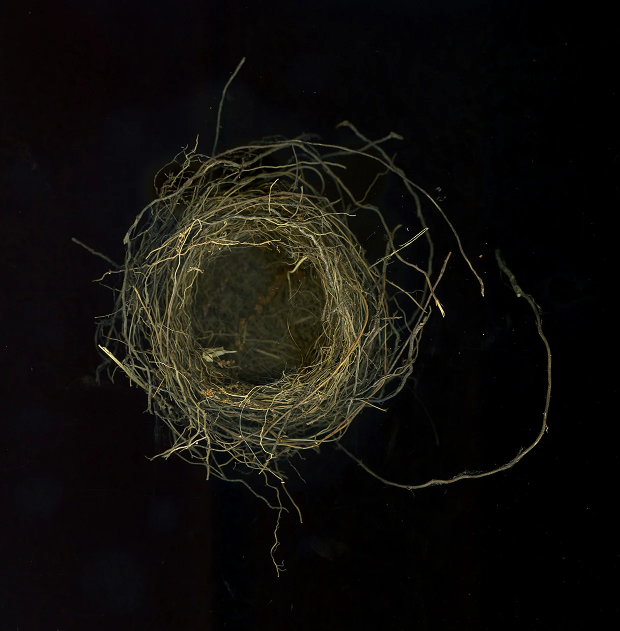 webnest5cropped.jpg