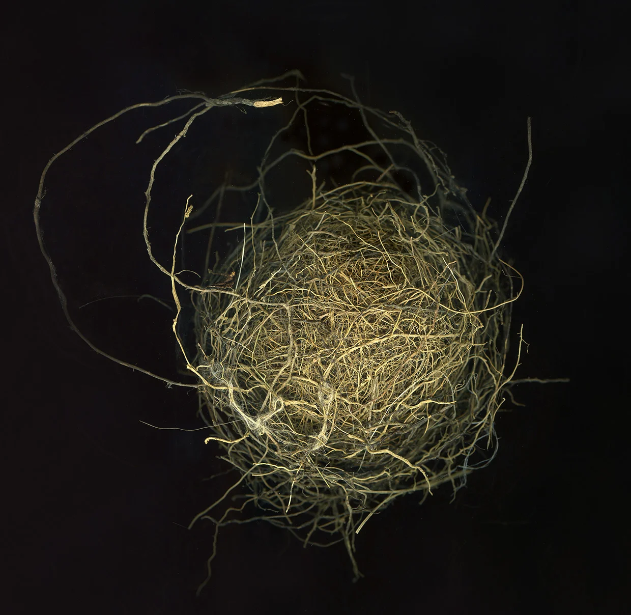 webnest5backcrop copy.jpg
