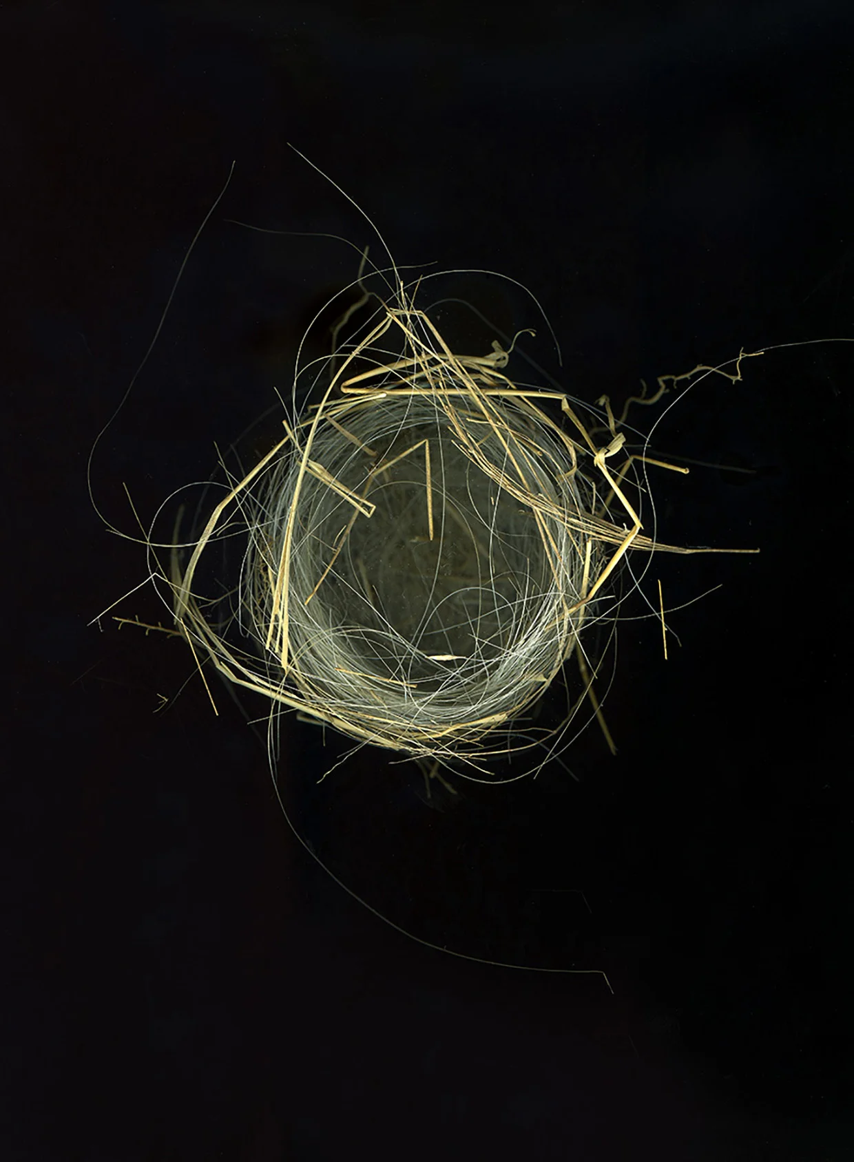 webnest4b-2.jpg