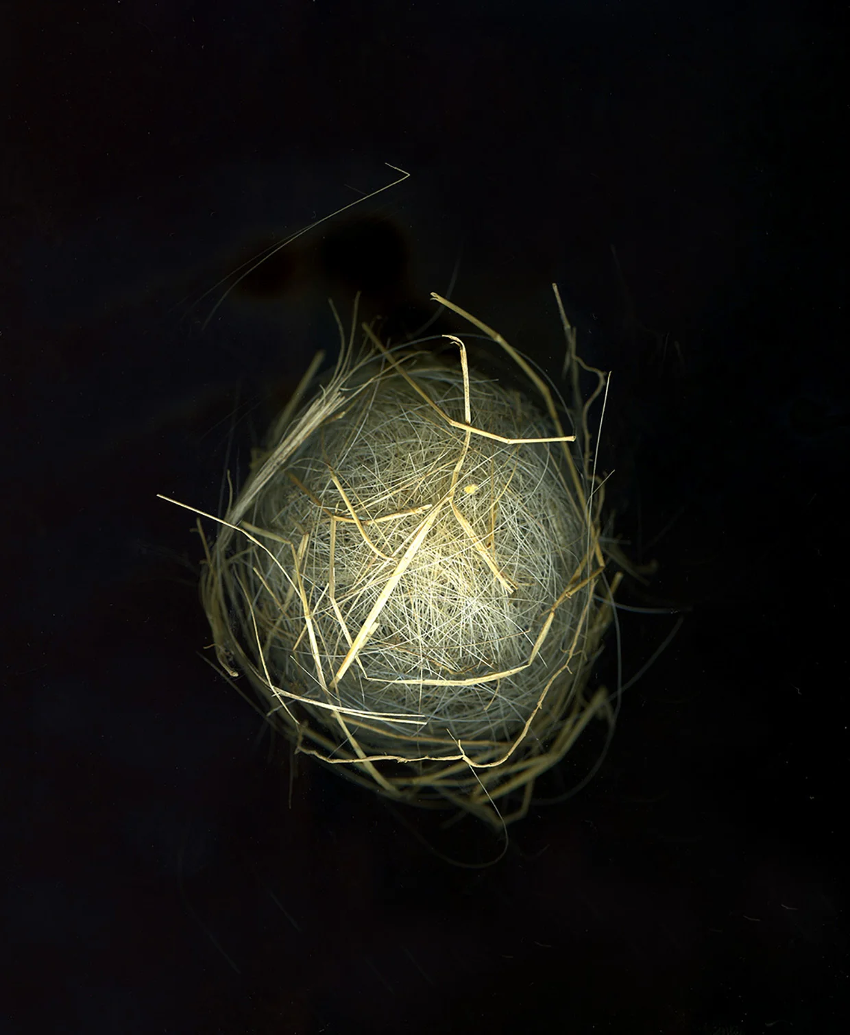 webnest4back-2.jpg
