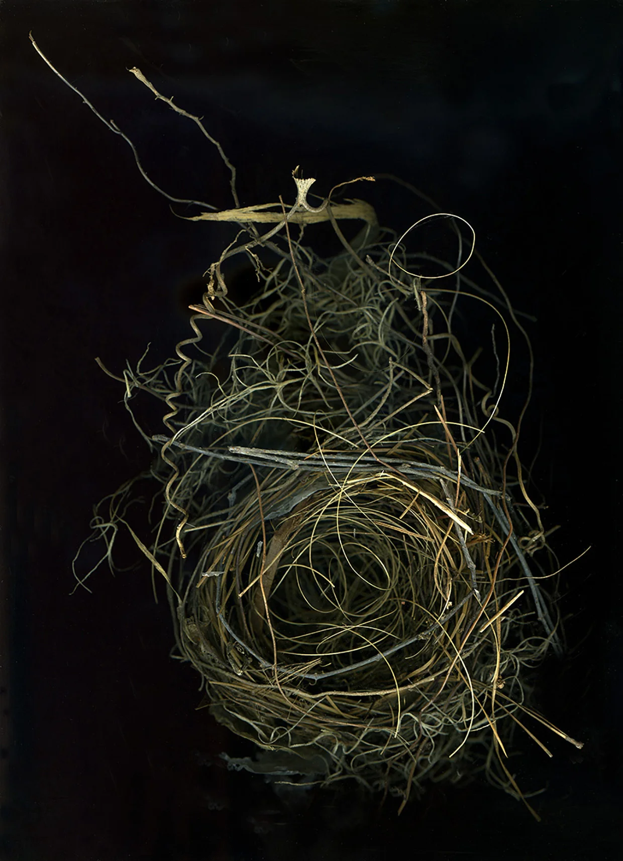 webnest3b-2.jpg