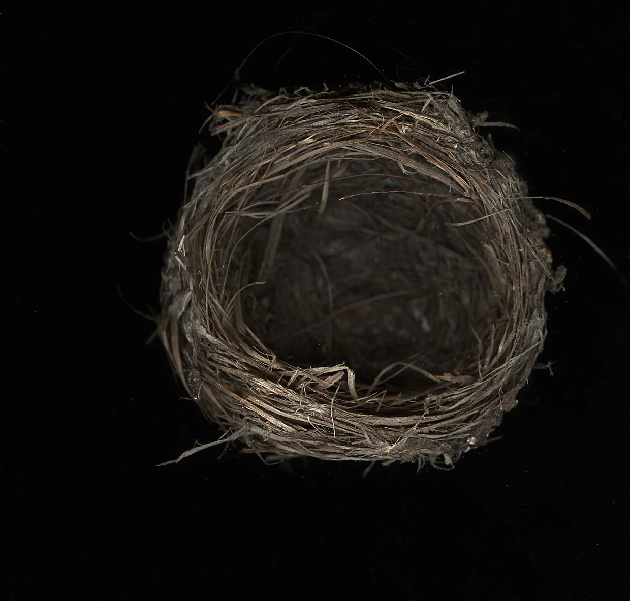 webnest-3.jpg
