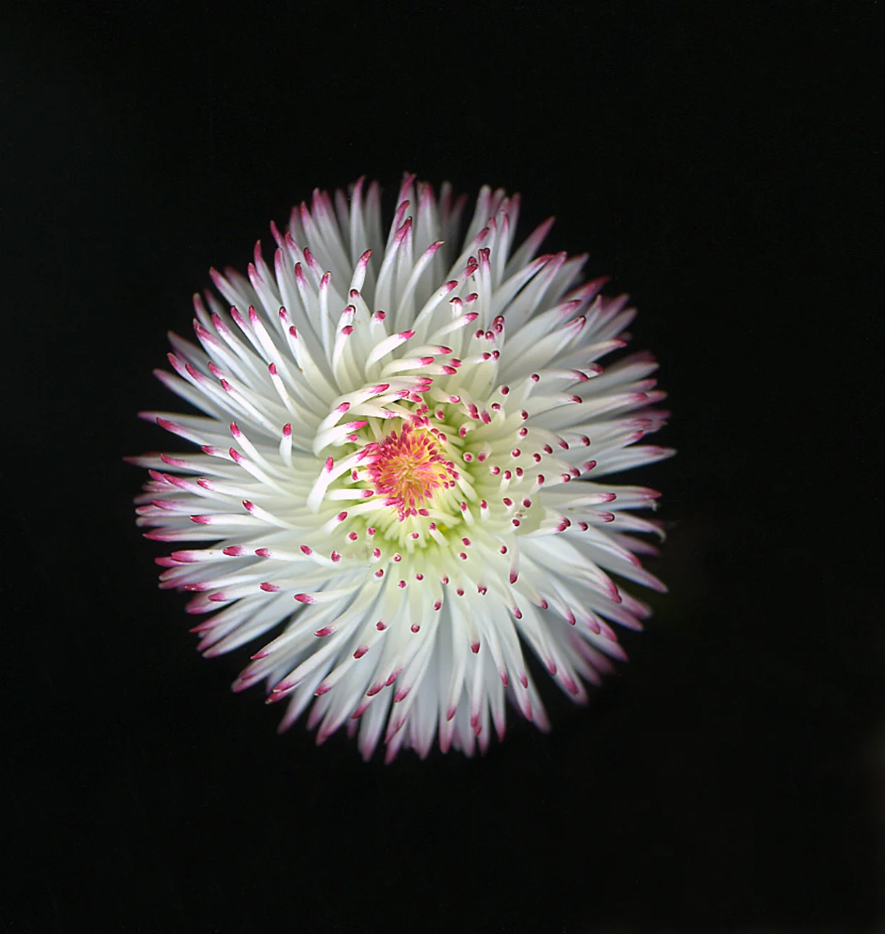 webfancydaisy.jpg