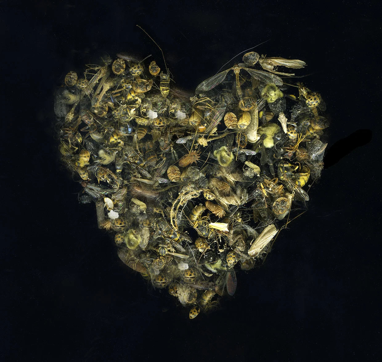 webbug heart2.jpg