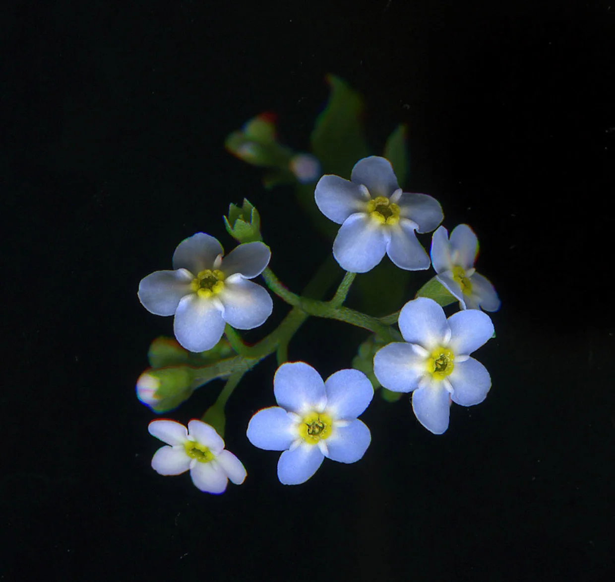 web5 5 forget me not-2 copy.jpg