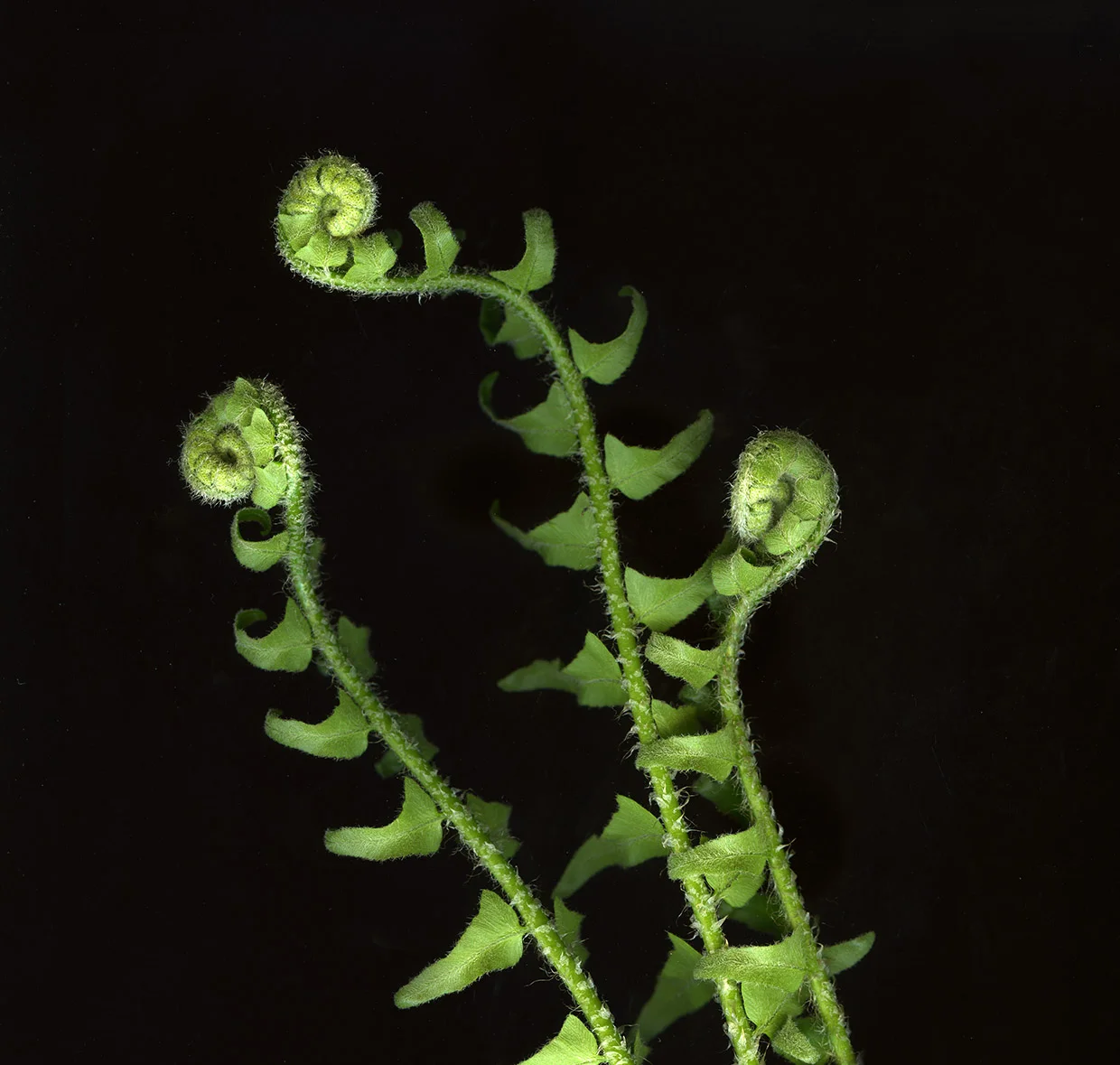 web5 12 fern3 2.jpg