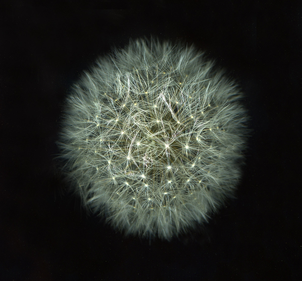 web5 13 single dandelion.jpg