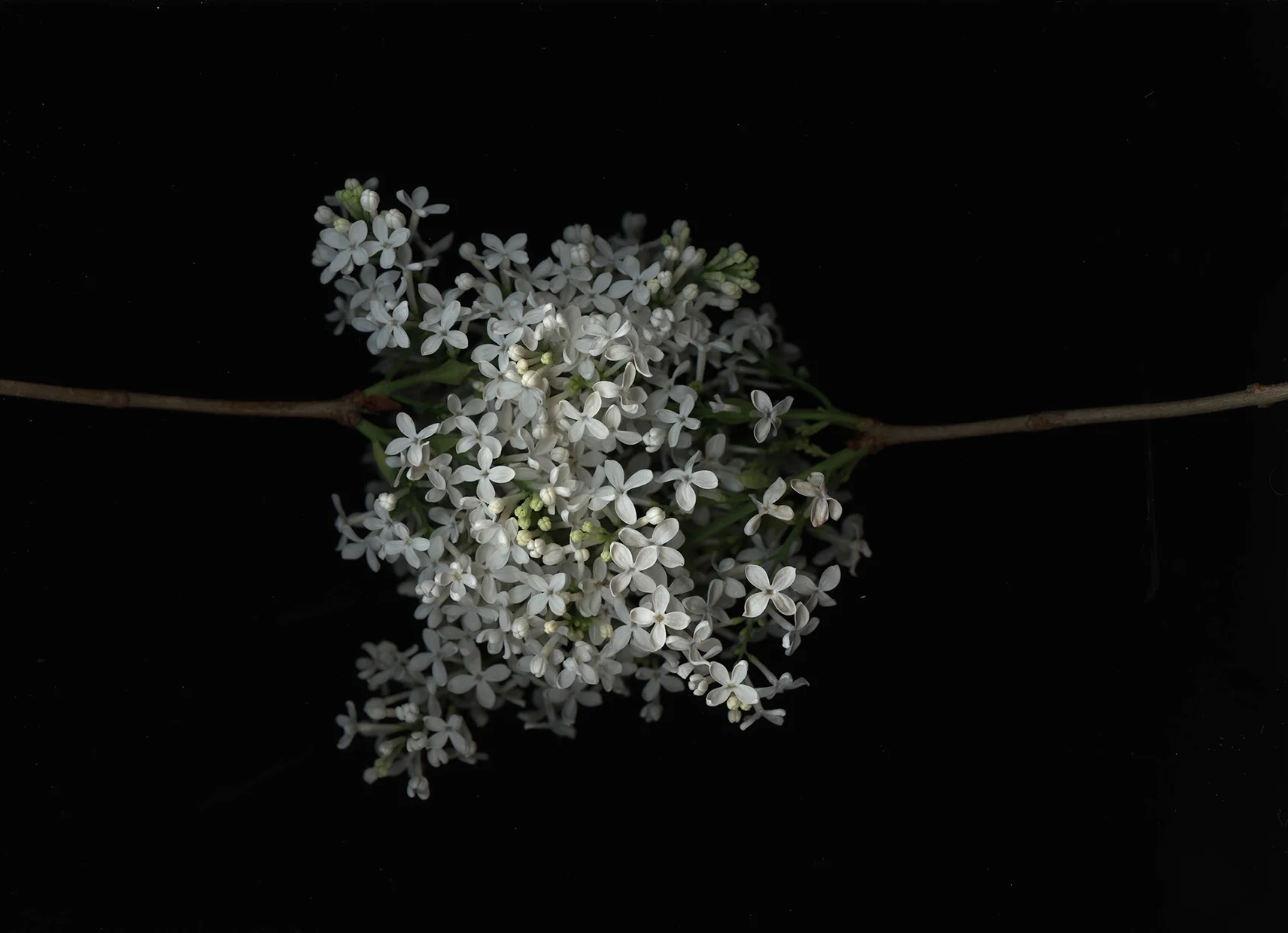 webylilac6 copy.jpg