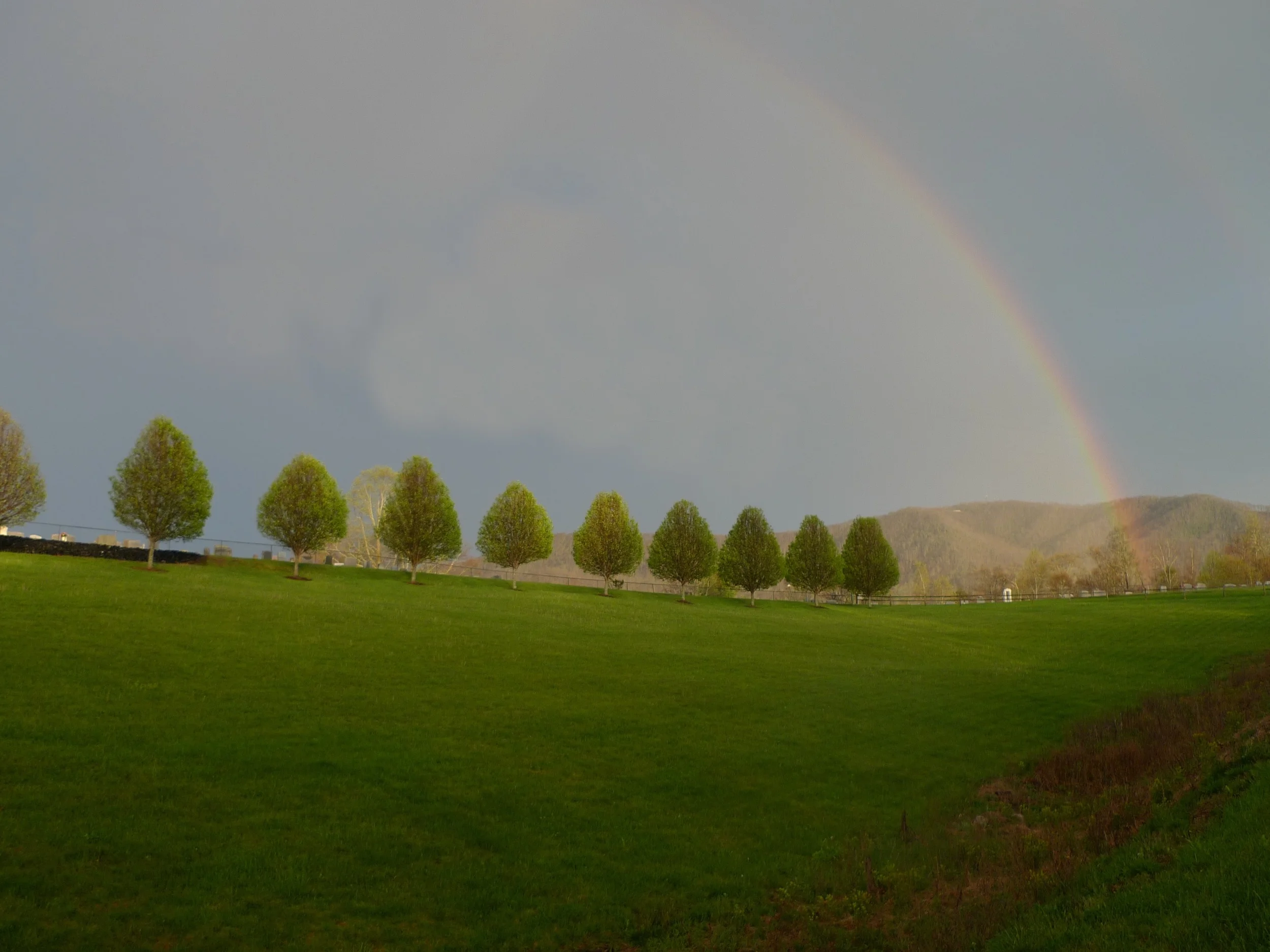fixed rainbow tree copy.jpg