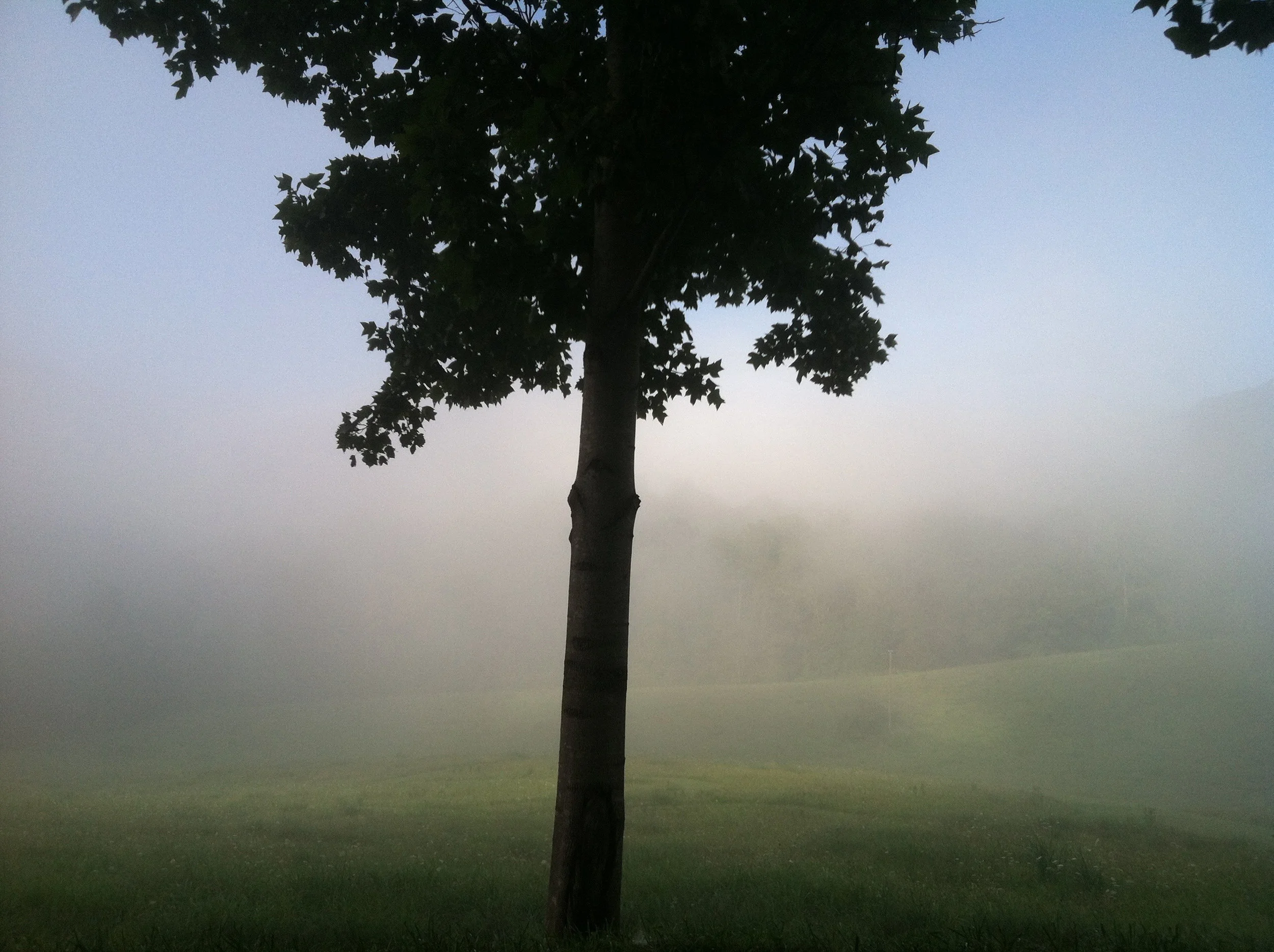 tree fog.jpg