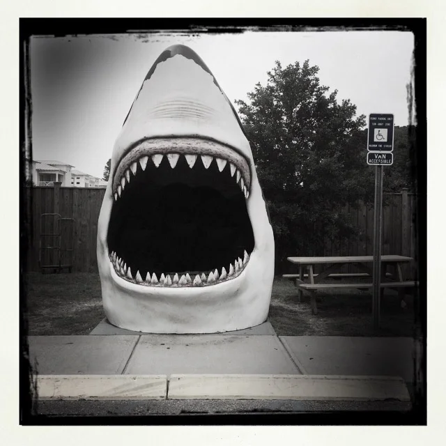 tybee shark web.jpg
