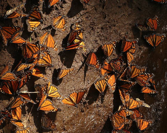 hotel avandaro valle de bravo mariposa monarca.png