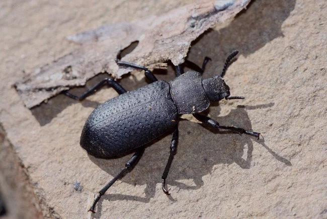 Morning on a Sidewalk