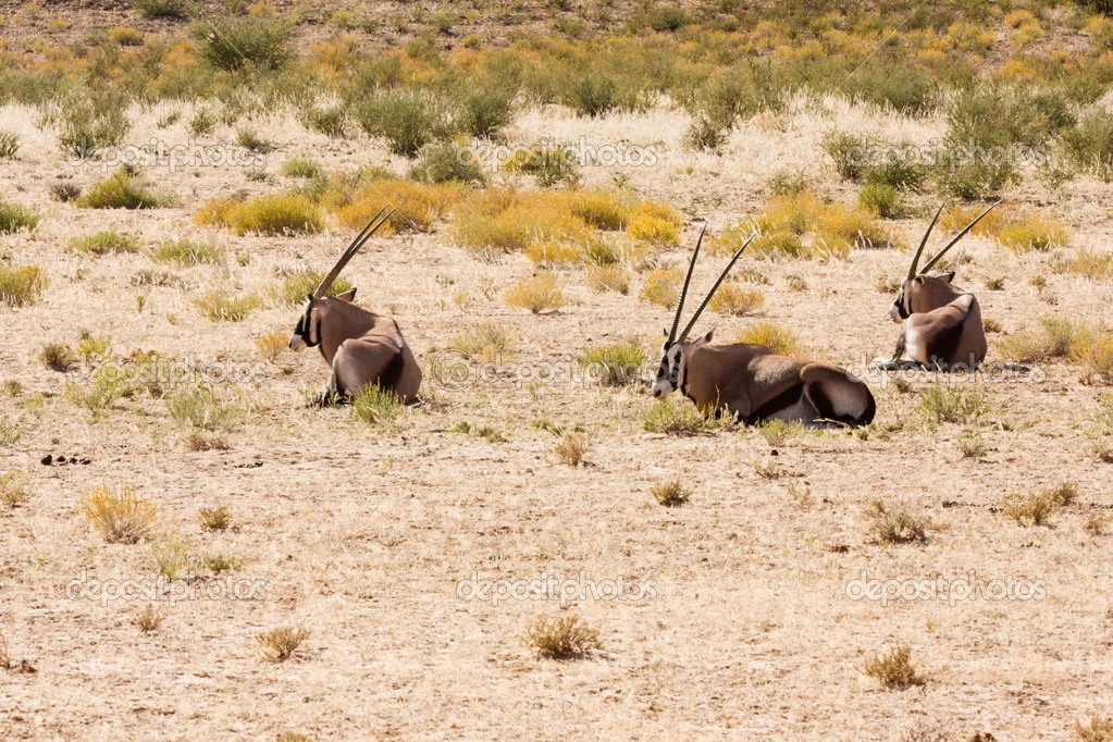 Ruminate a Bit Every Day