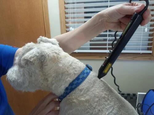 Adventures in Canine Laser Therapy