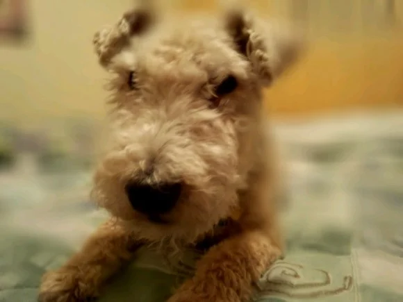 Site Spotlight on the BlogPaws Community