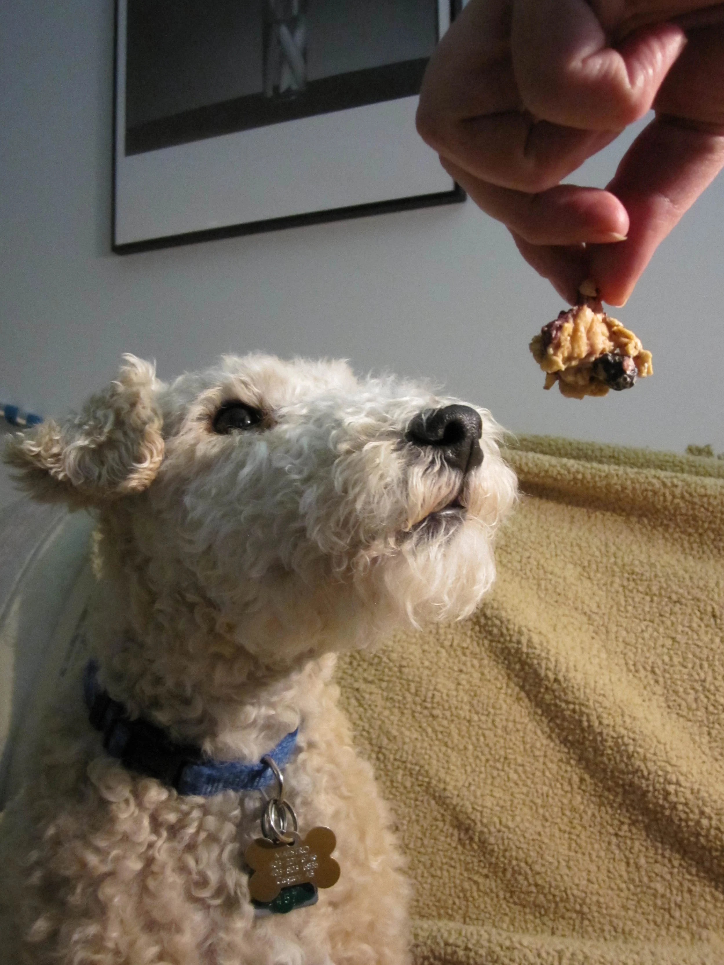 Learning to Speak Dog