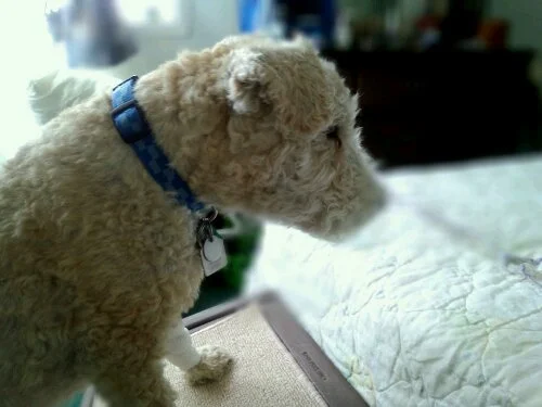 Gift Ideas for Older Dogs