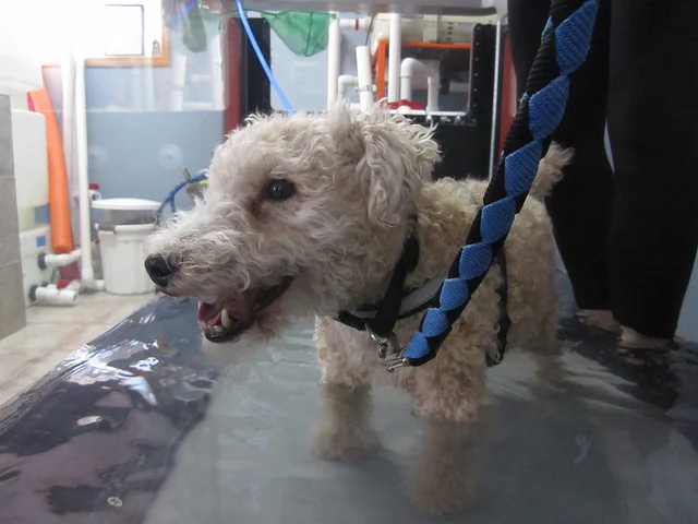 Maestro's Continuing Adventures in Water Therapy for Dogs