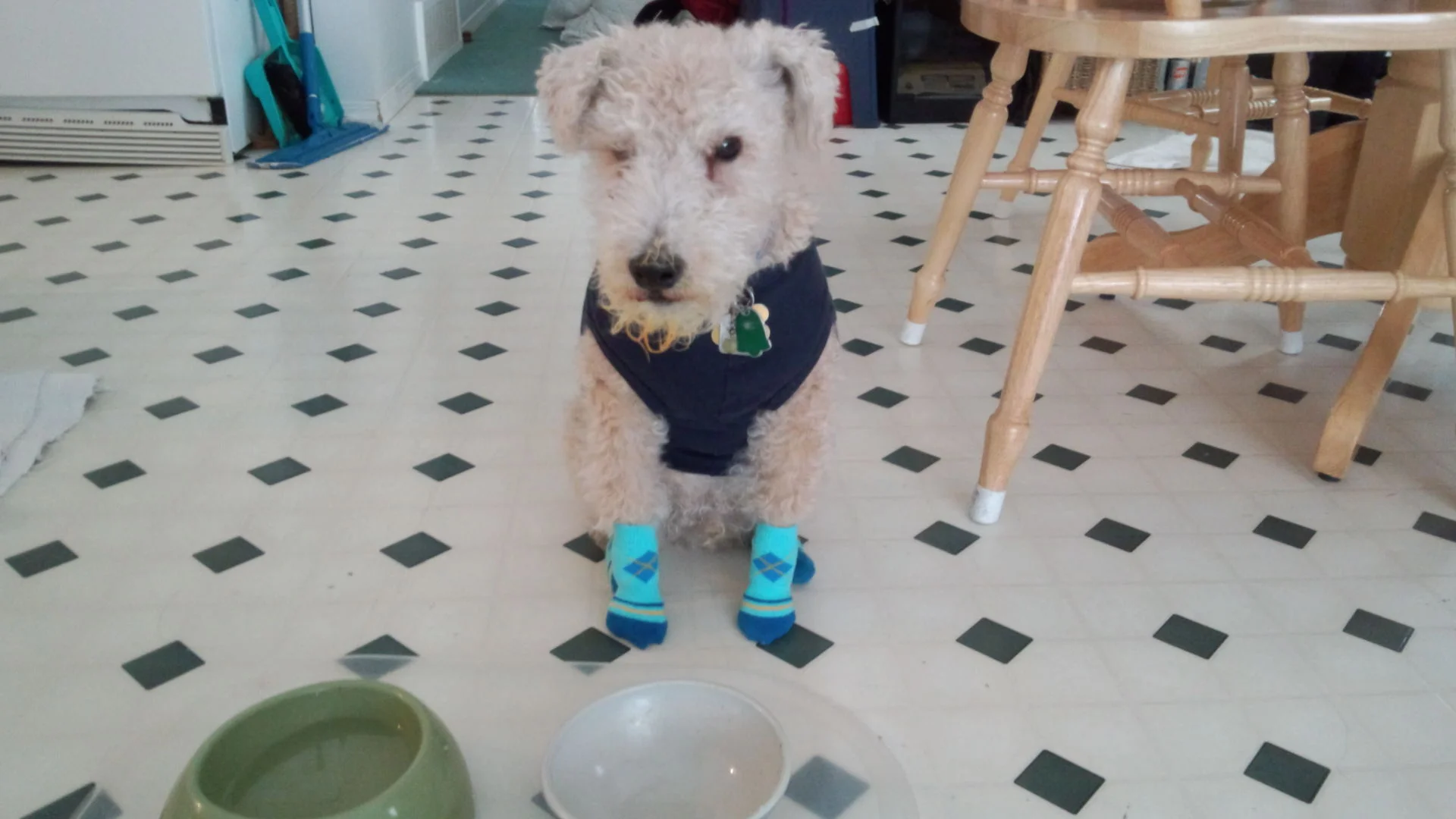 On dog boots and dog socks