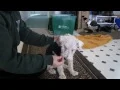 Exploring Passive Stretching for Dogs