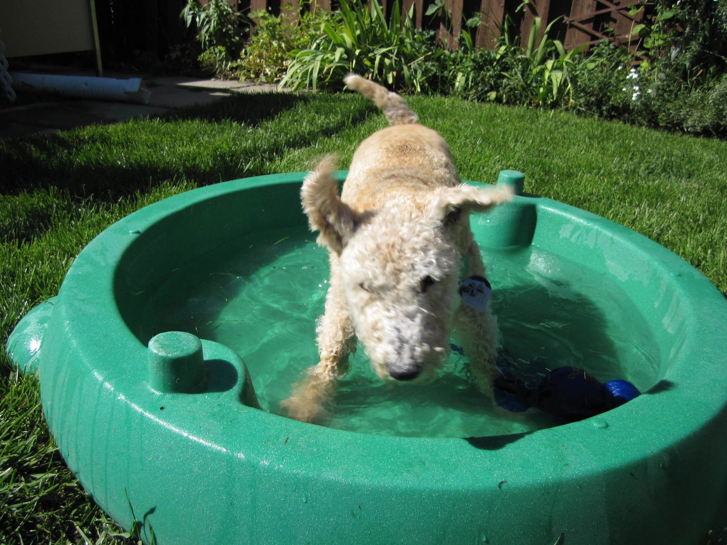 Maestro, like many Lakeland Terriers, loved the water. (Credit: R-M Arca).