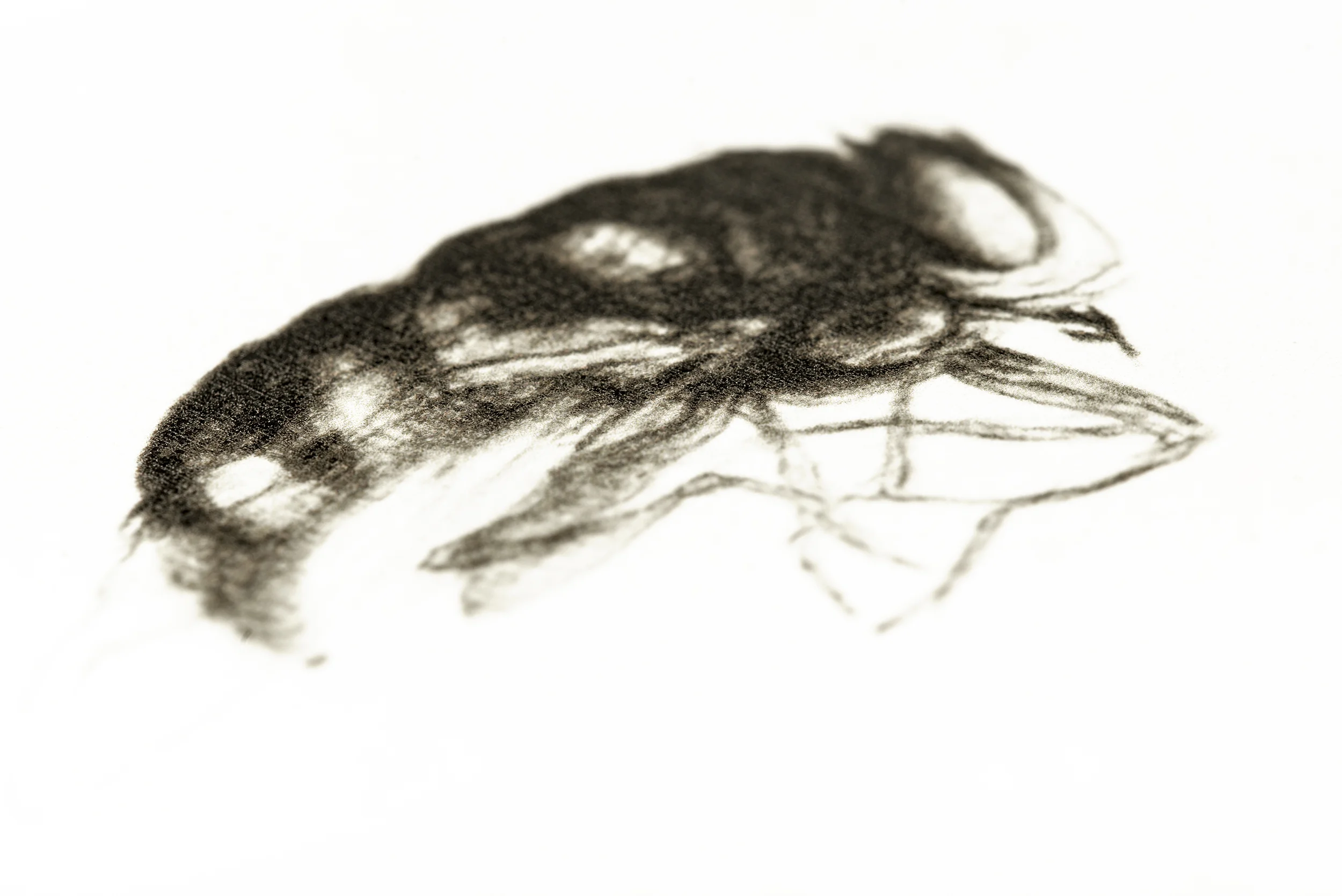 for web Mat Osmond Fly Sings 03 Jo Hounsome Photography.jpg