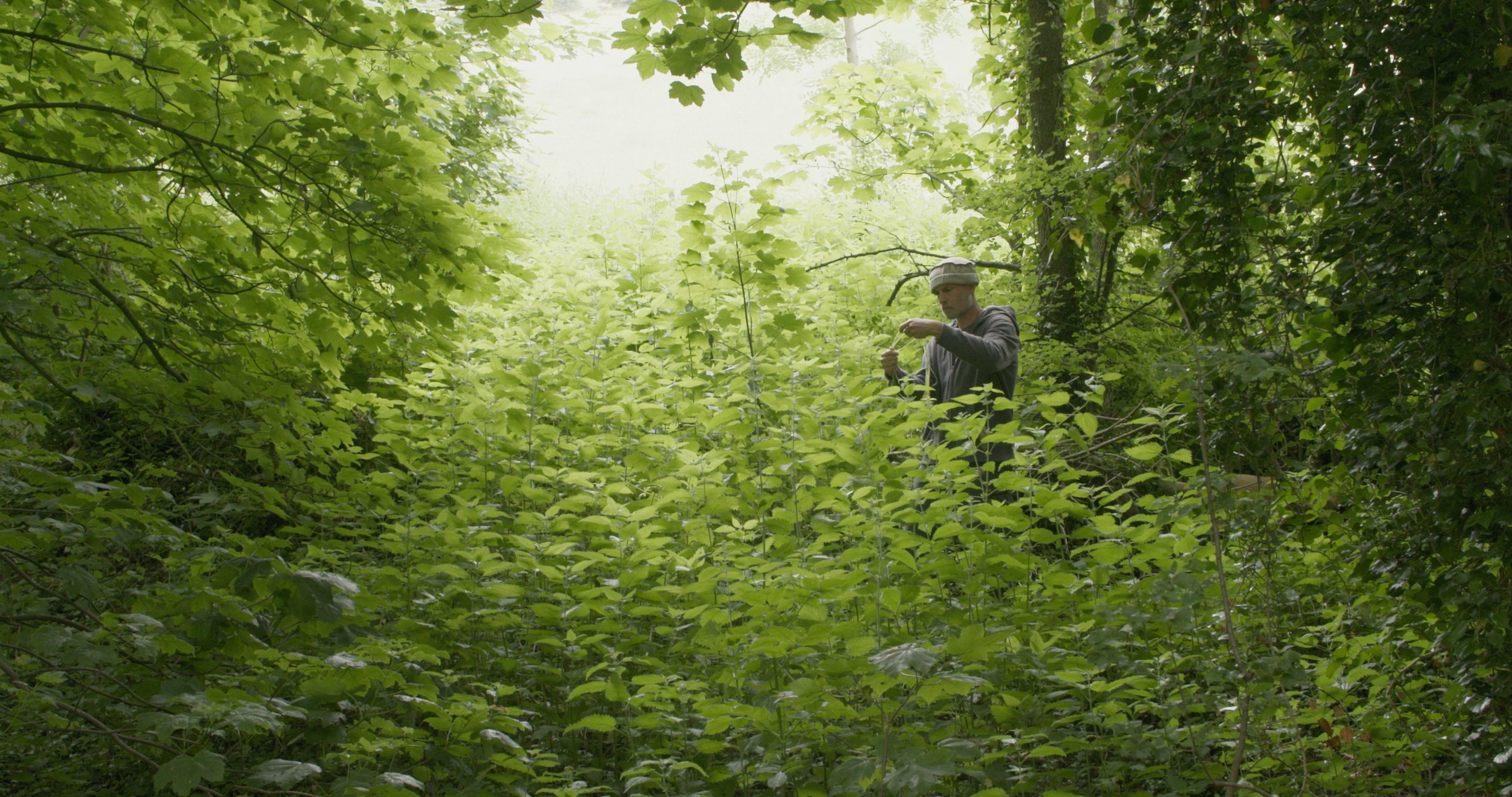 ALLAN BROWN COLLECTING NETTLES.jpg