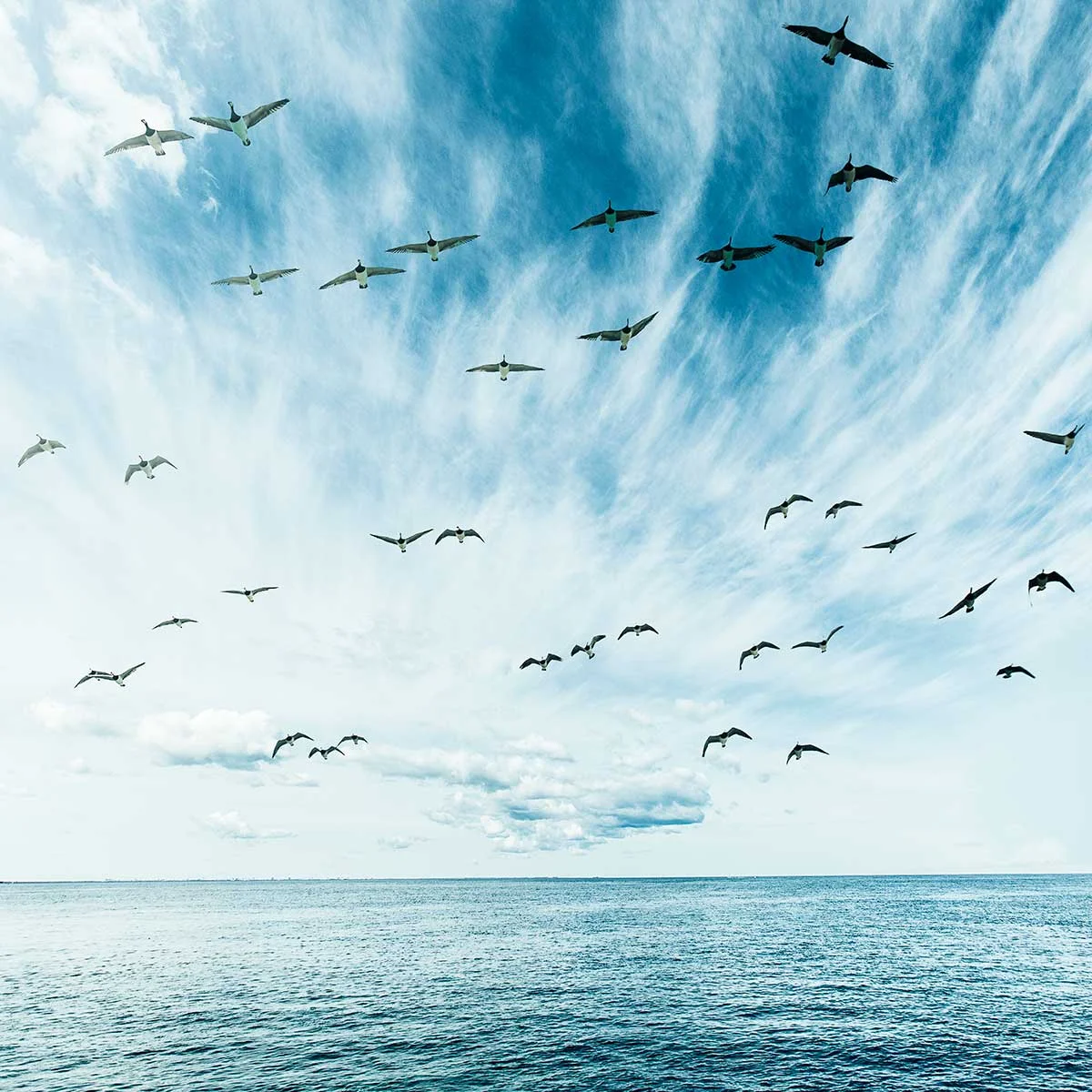 freedom-birds-x copy.jpg
