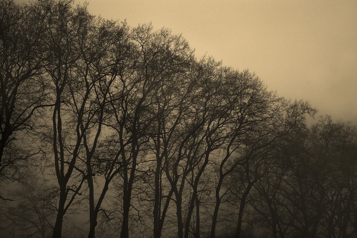 TREES copy.jpg