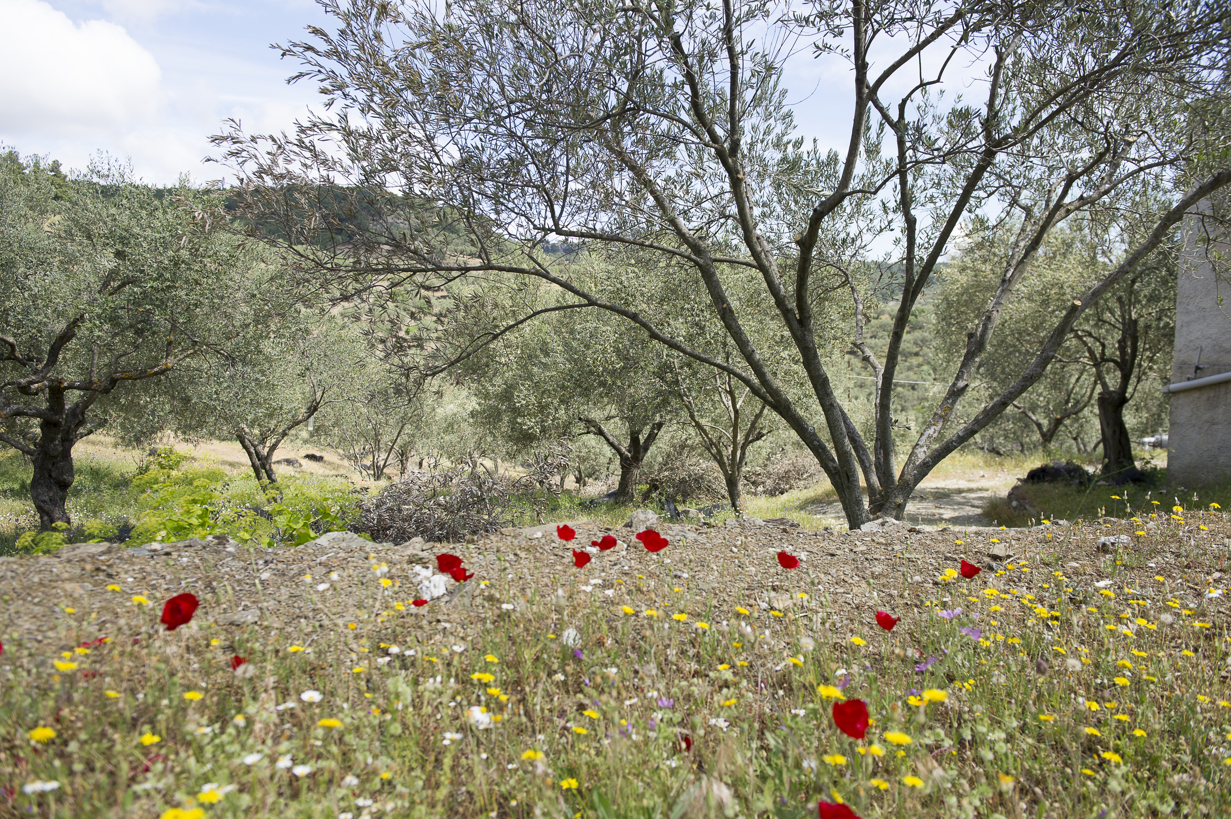 all about the olive-2.jpg
