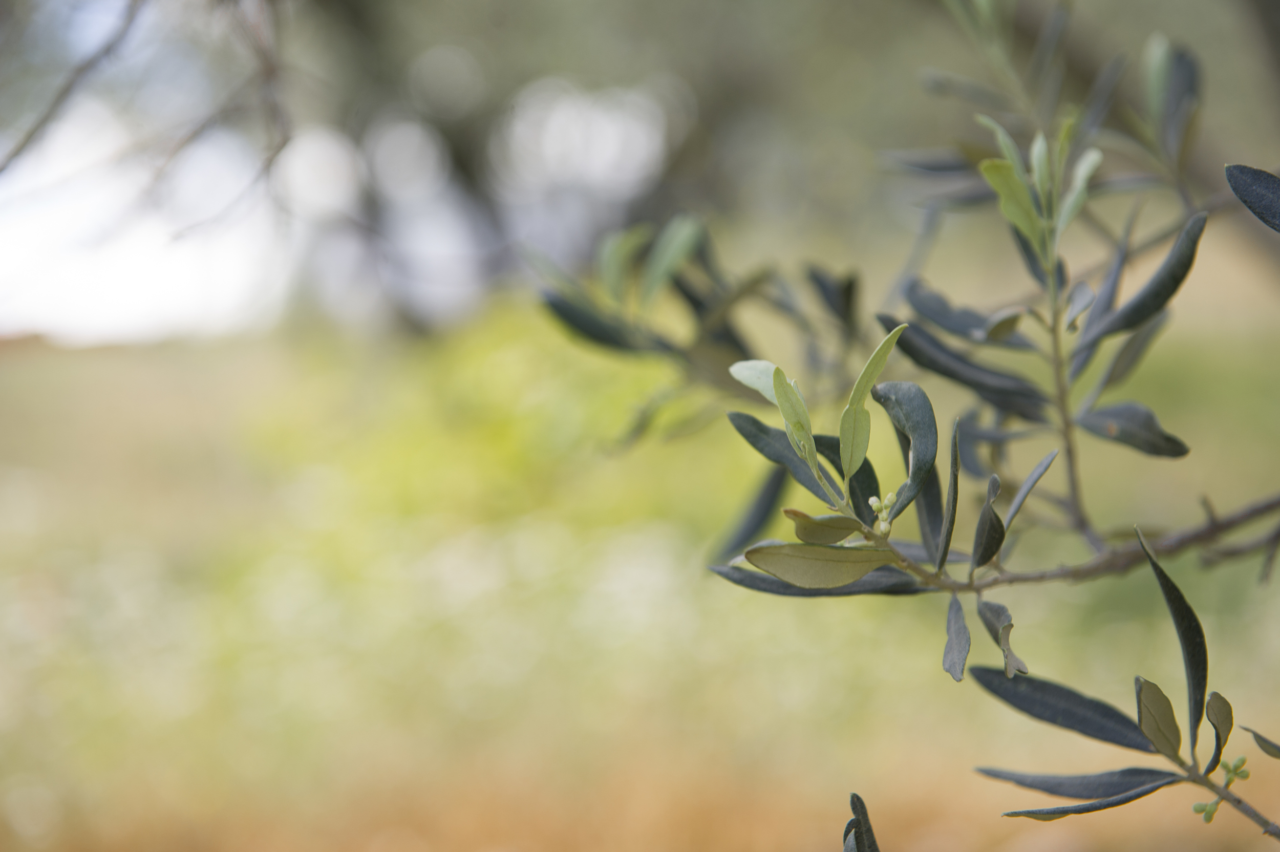 all about the olive-5.jpg