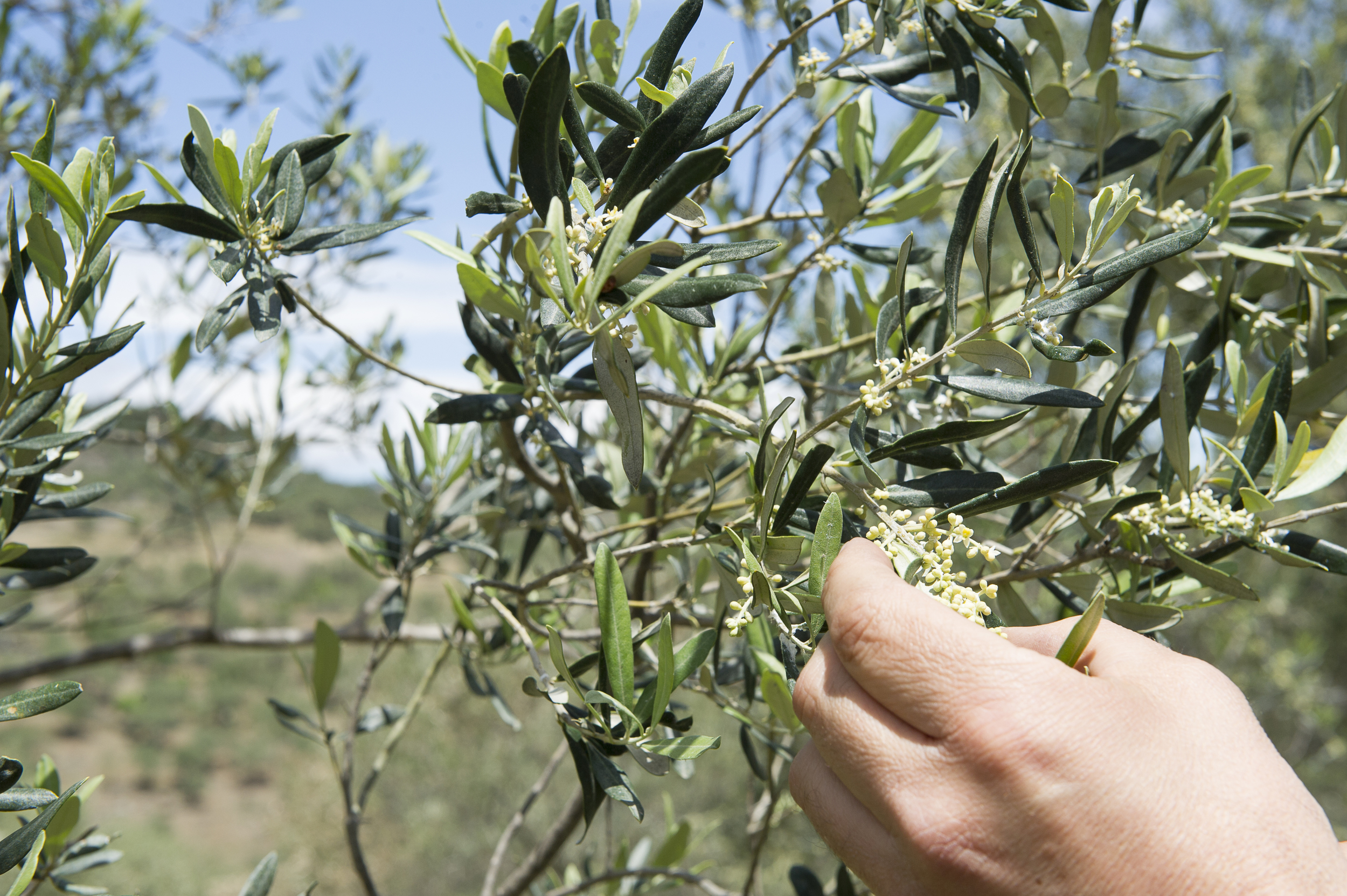 all about the olive-20.jpg