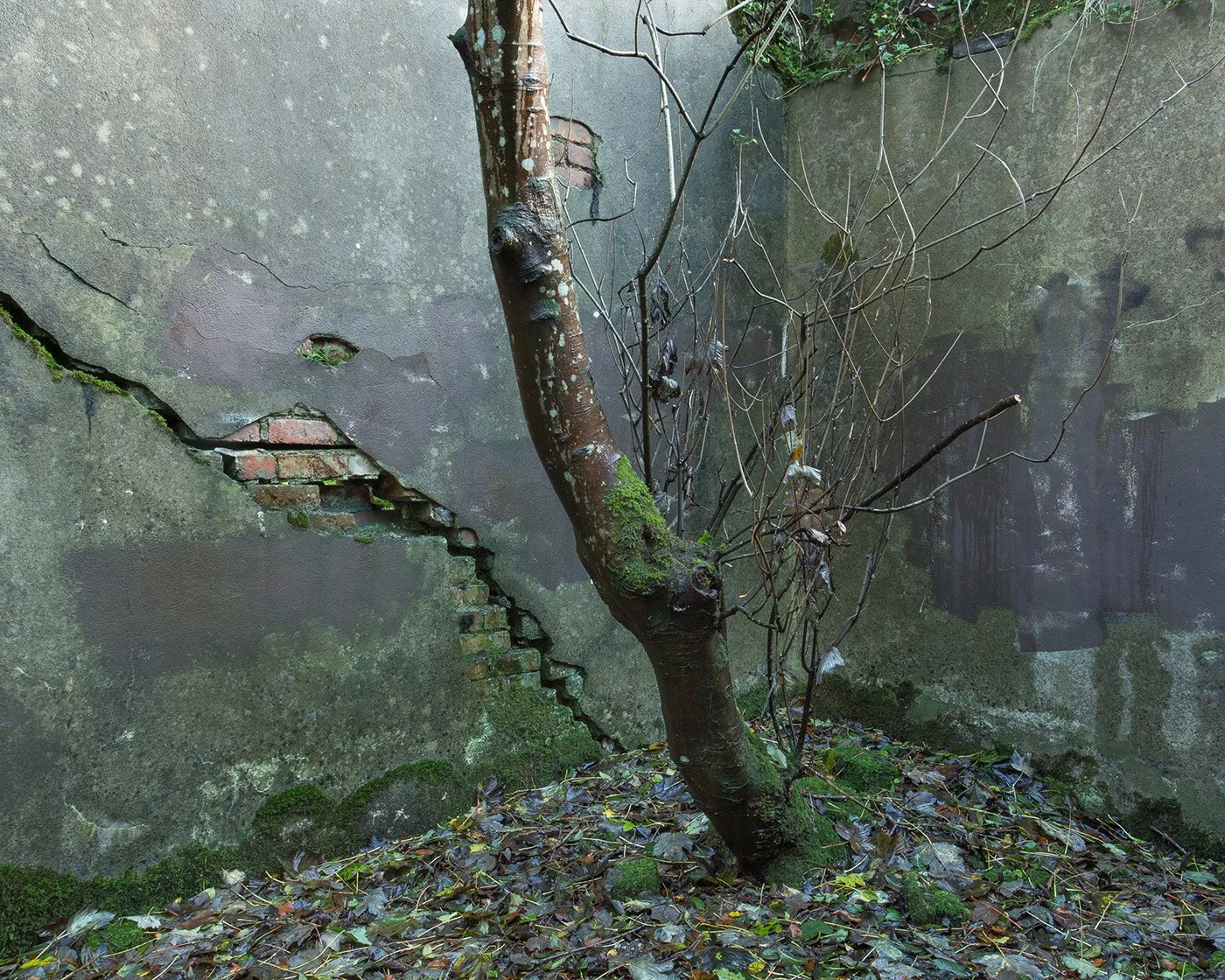Barry Falk - Tree, Talysarn Hall, Dorothea Quarry