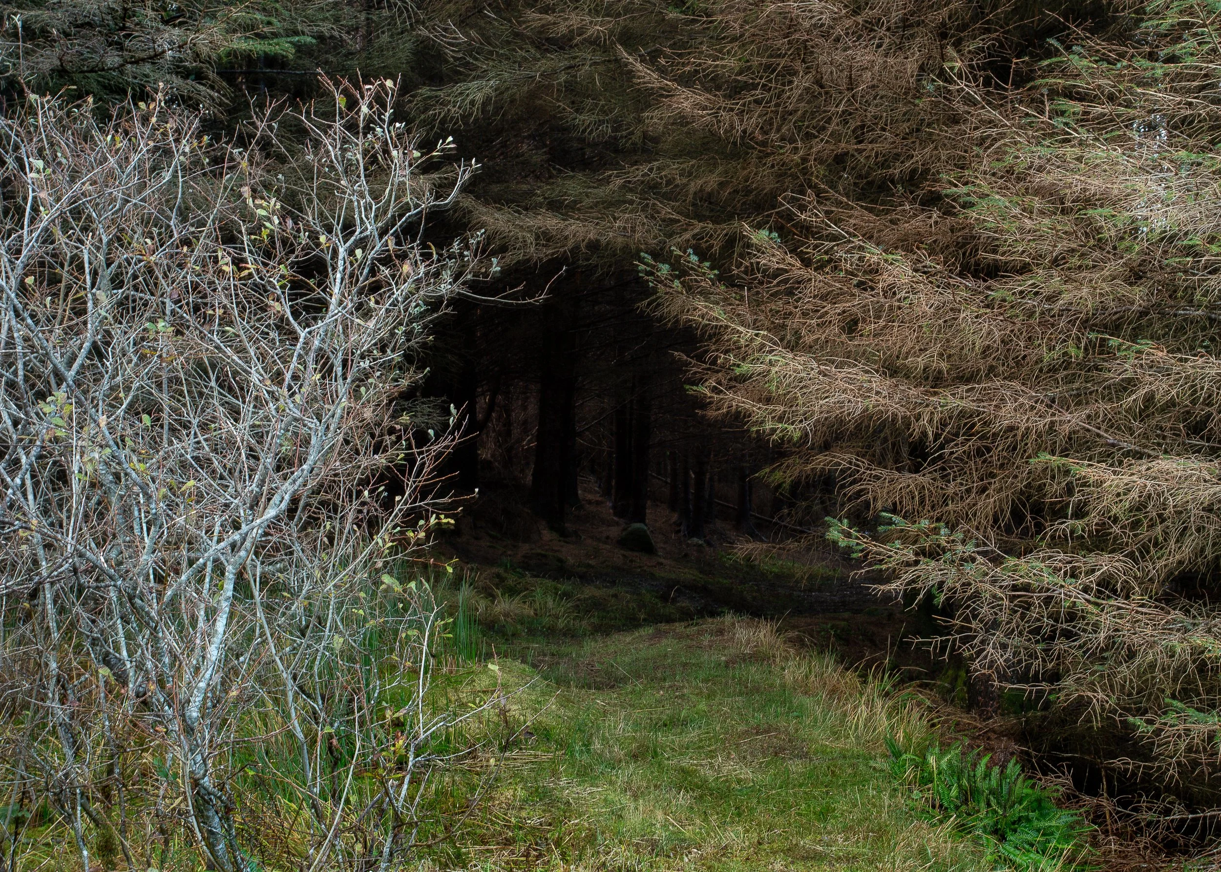 The Possibility of an Island - Gap in the Hedge.jpg