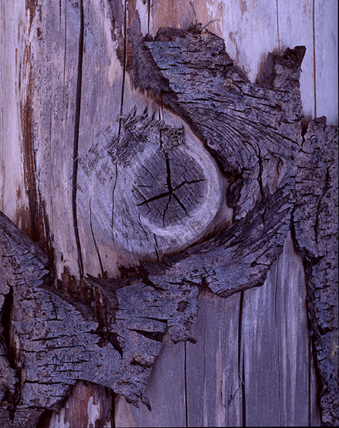 Driftwood - Seil, Argyll