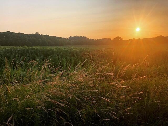 Sunset on the Malvern Hills on the 23rd June. A beautiful end to a now significant date for my family #sun #summer #sunset #fields #sky #countryside #herefordshire #worcestershire #gloucestershire #3counties #malvernhills #bromsberrow #highsummer #an