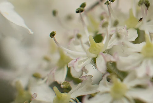 Looking close up