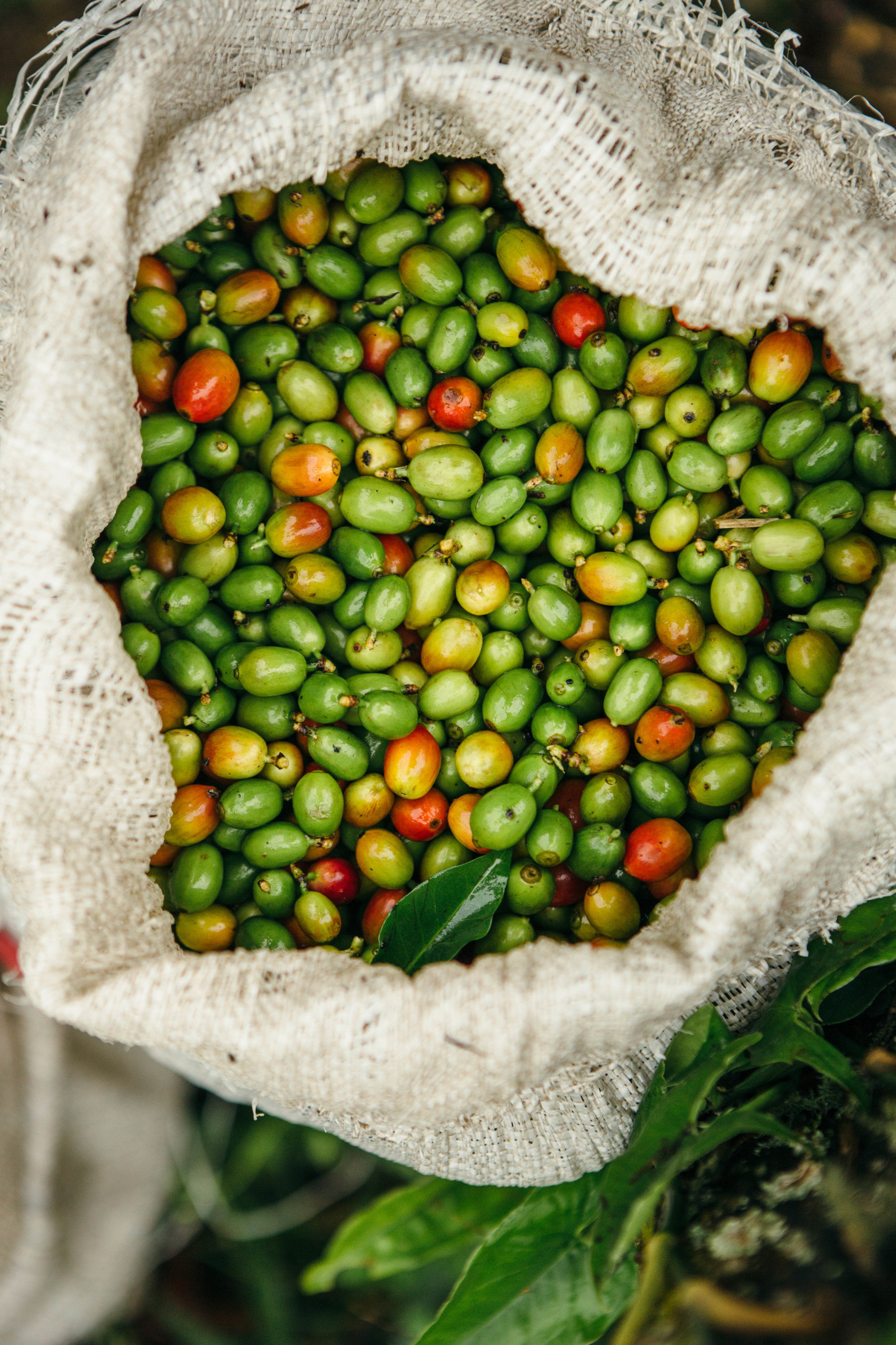 From farm to cup: The Life of a Coffee Bean — Project Waterfall