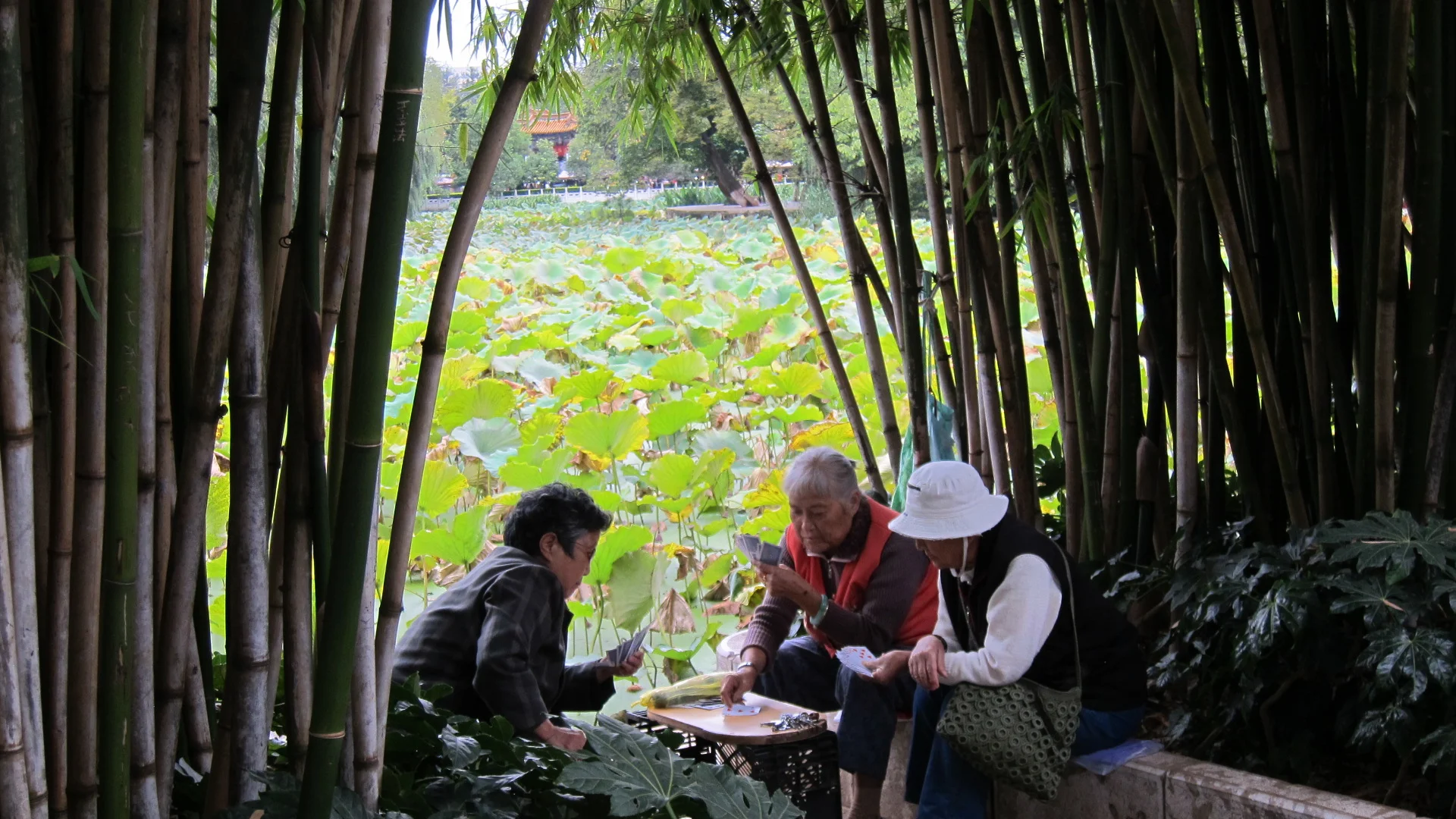 Card players at Green Lake Park, Kunming, Yunnan Province.