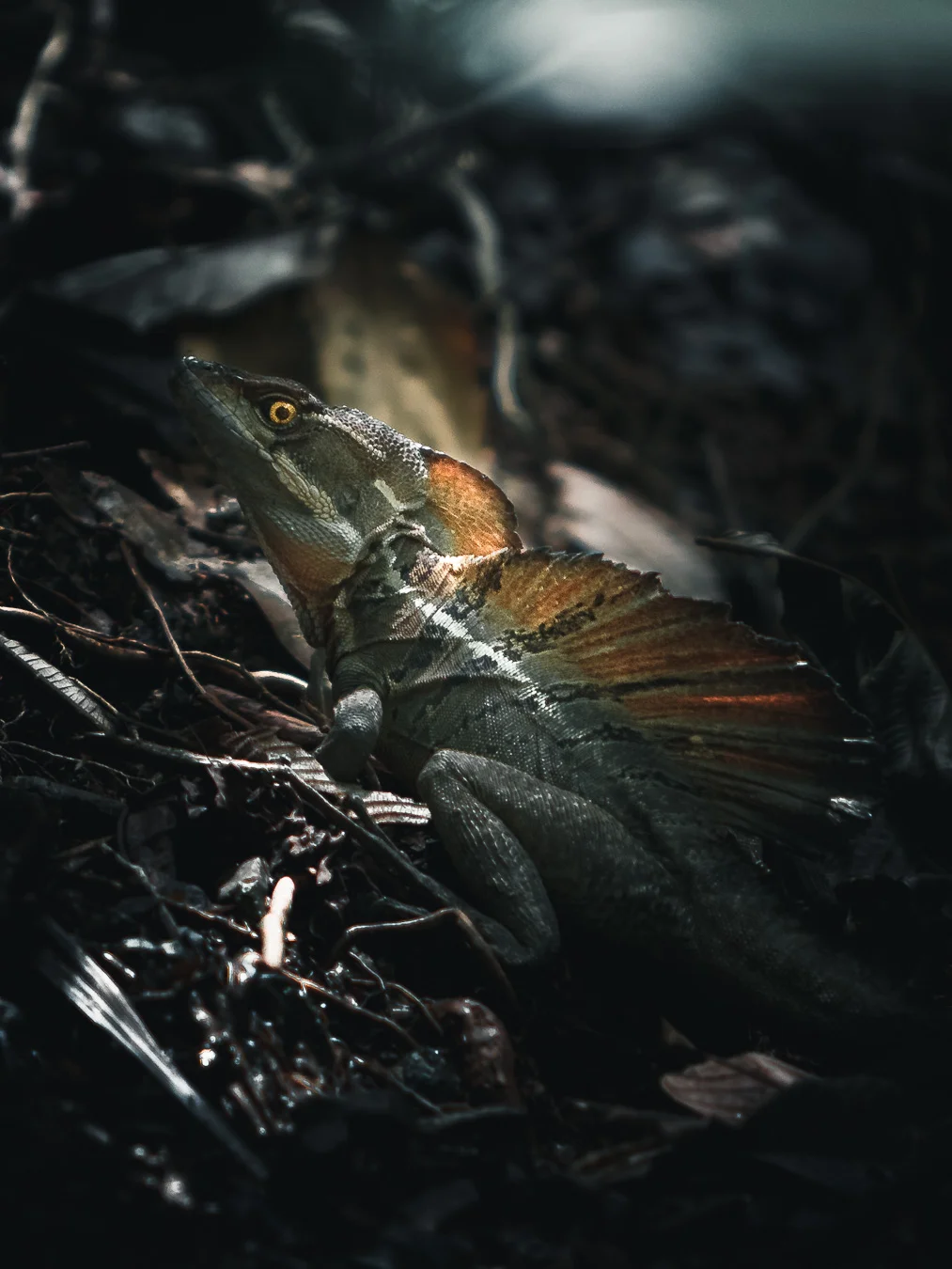 Common Basilisk (Jesus Christ Lizard) in Piedras Blancas, Costa Rica