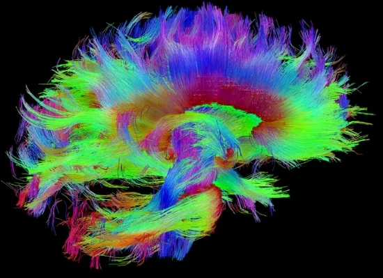 La NeuroPlasticità Auto-Diretta: Come cambiare il funzionamento del vostro cervello in modo consapevole