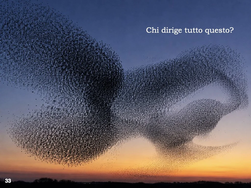 Come fanno migliaia di elementi a comportarsi come un unico sistema?
Dagli stormi di uccelli alle colonie di formiche, la natura mostra continuamente fenomeni di organizzazione collettiva.
Anche il nostro corpo è formato da trilioni di cellule, eppur